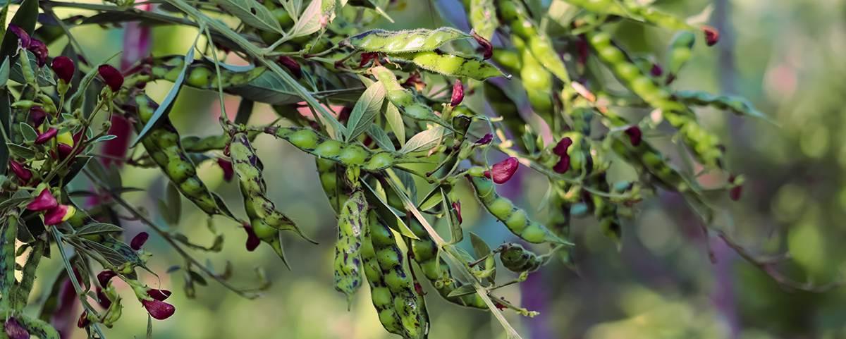 Pigeon pea