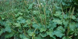 Plantain