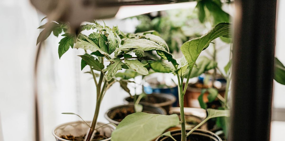 Starting Plants From Seed