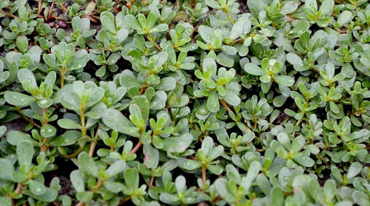 Purslane