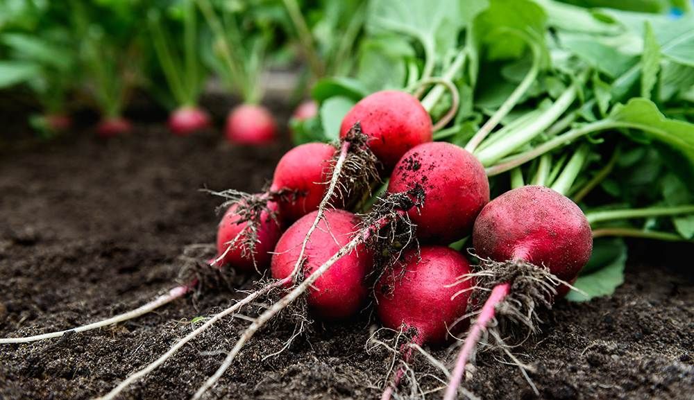 Radish