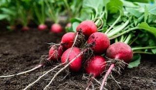 Radish