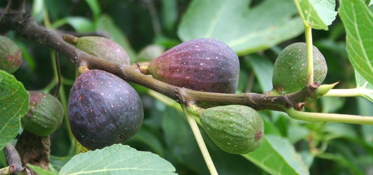 Common fig