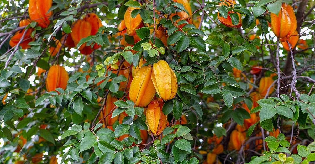 Starfruit