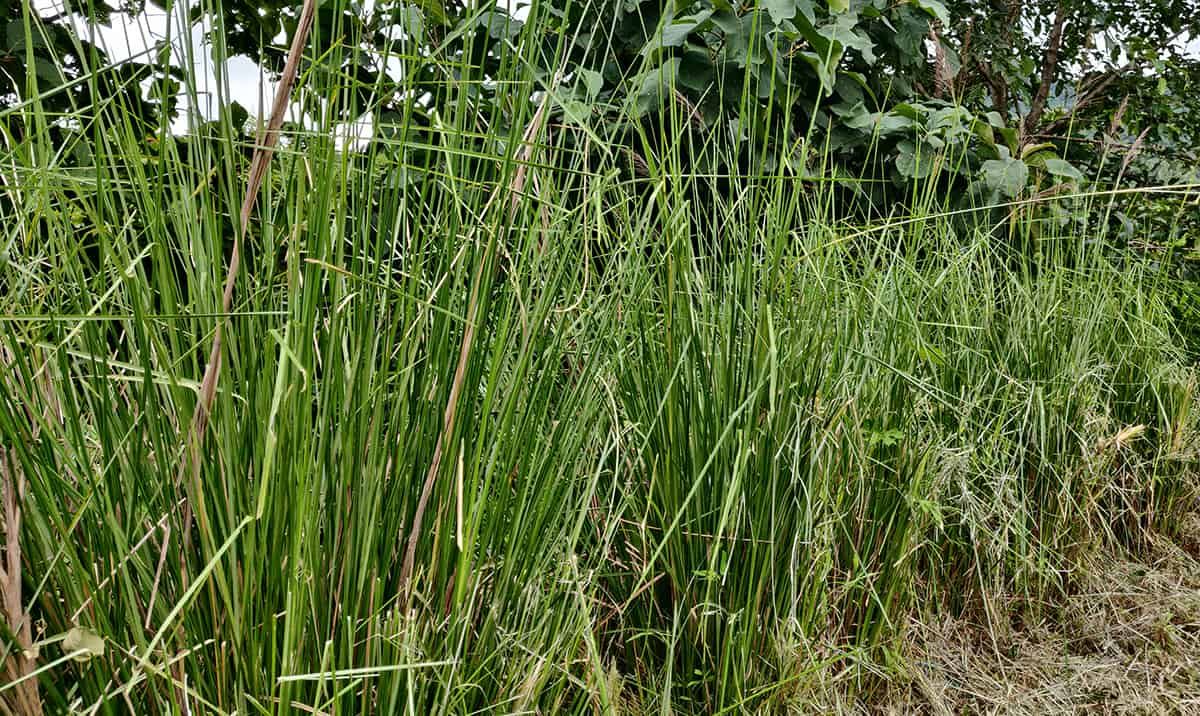 Versatility of Vetiver Grass: Learn How to Grow & Use this
