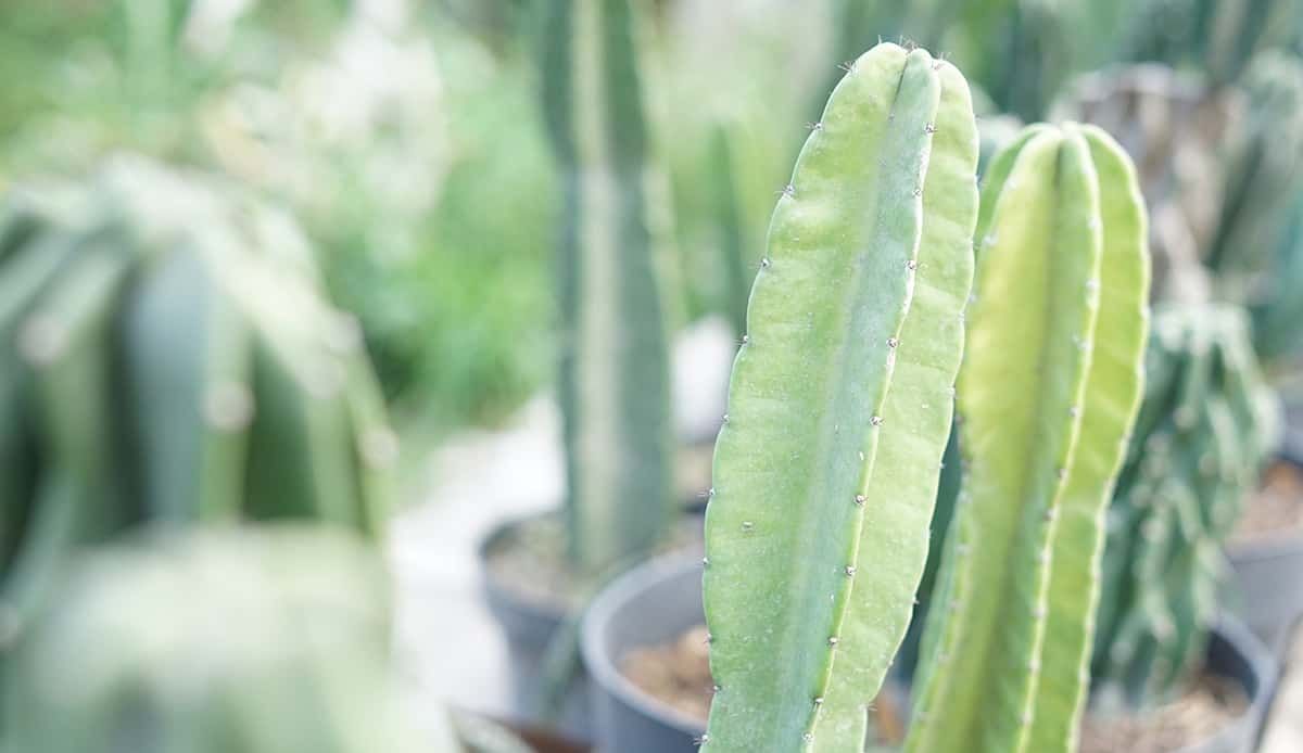Hedgehog Cactus