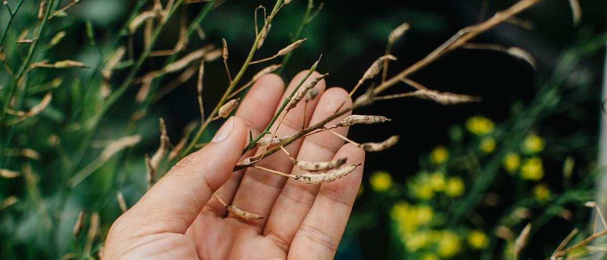 Traditional Seed Saving Techniques