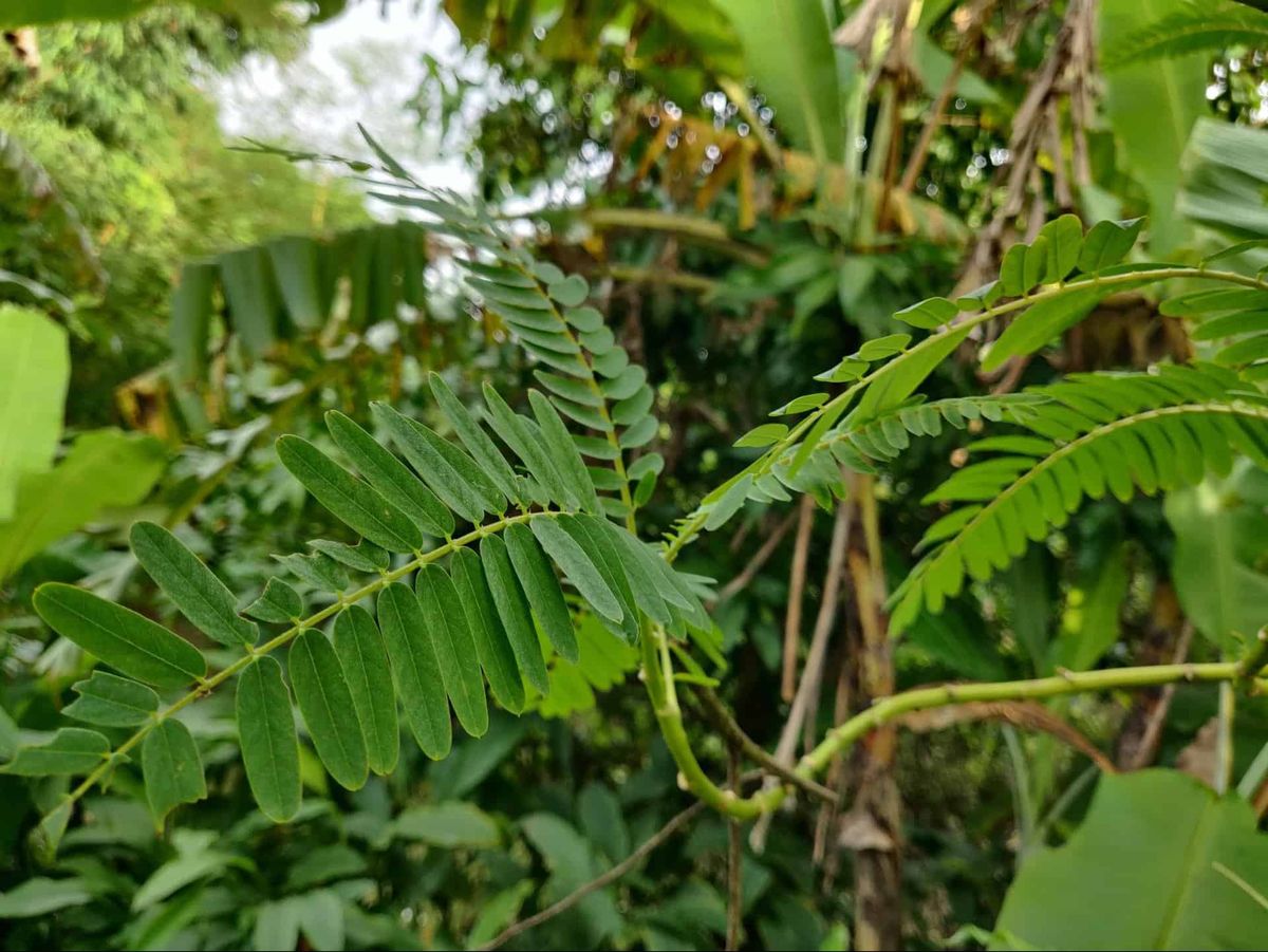 Riverhemp