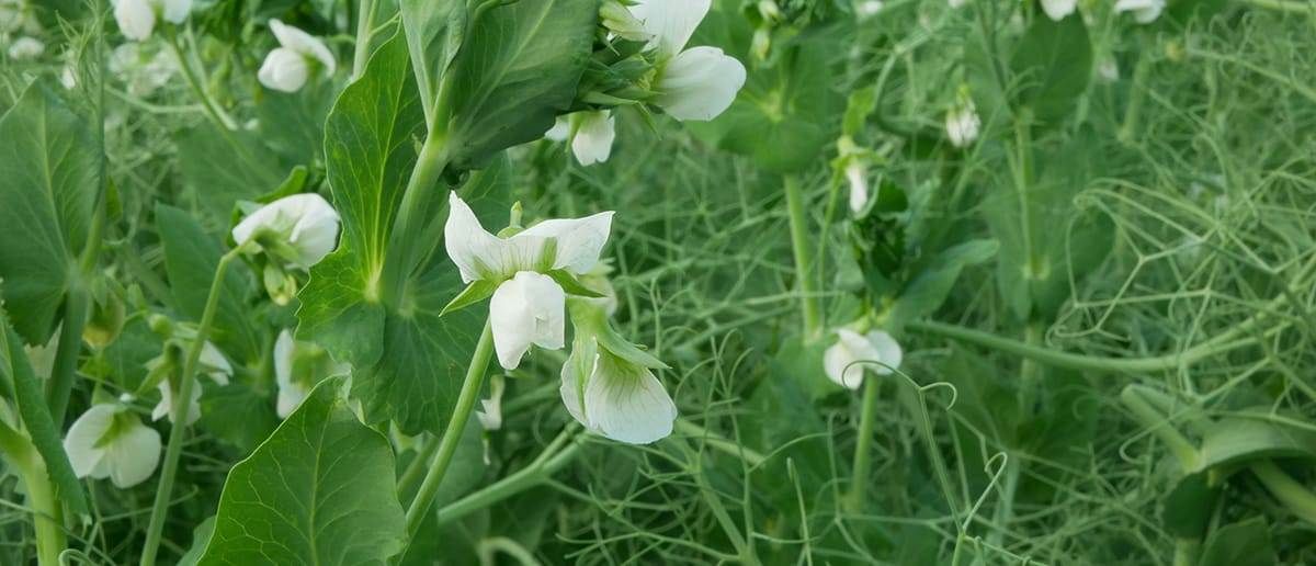 Nitrogen Fixing Cover Crops