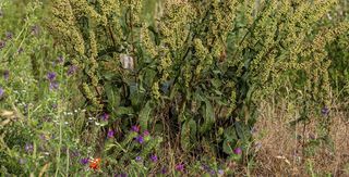 Curly Dock