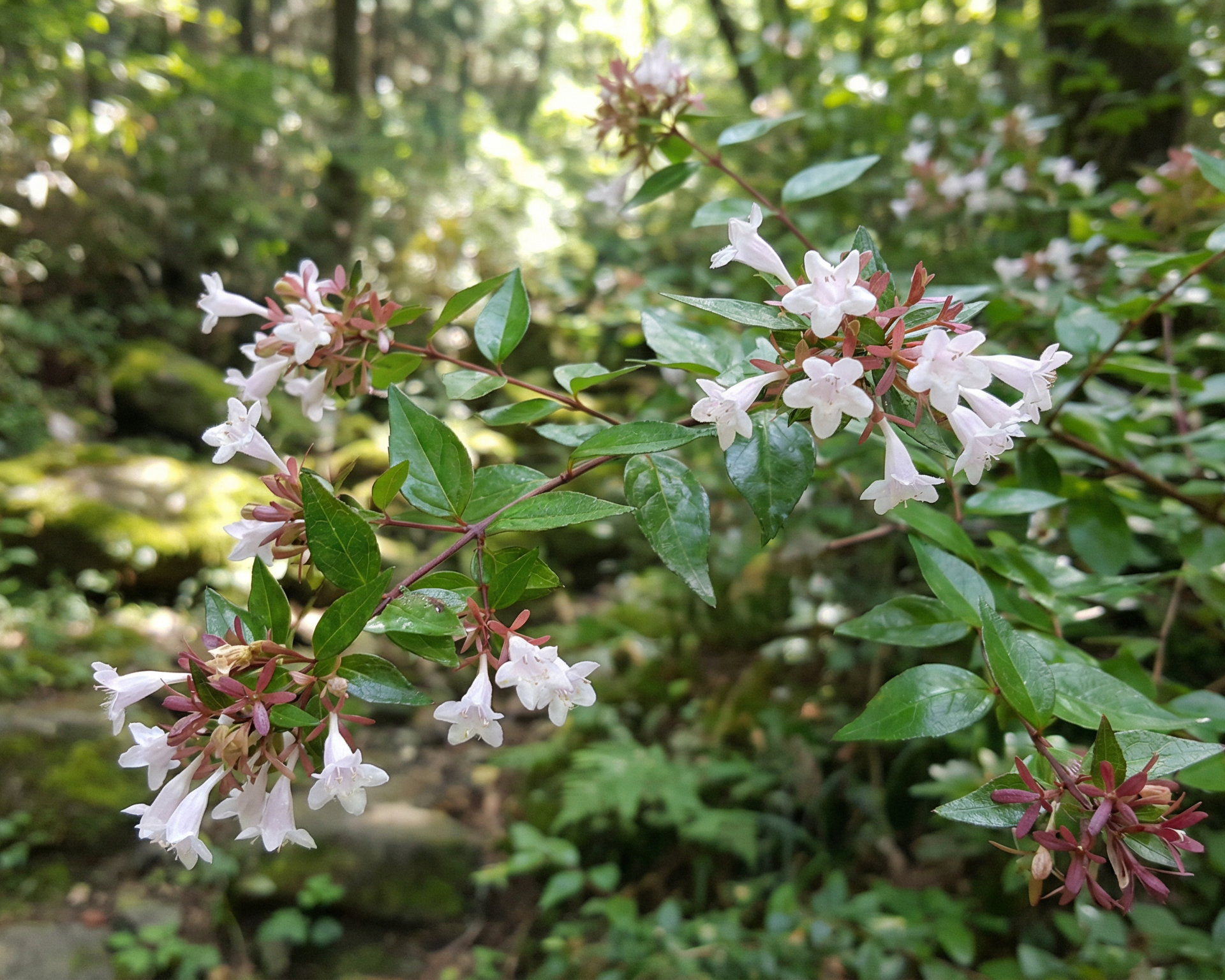 Abelia