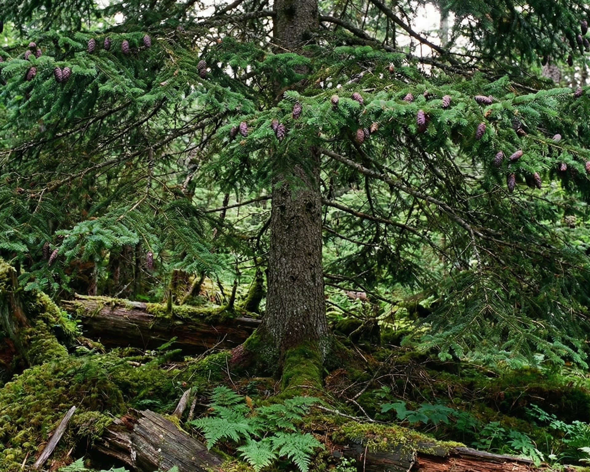 Fir
