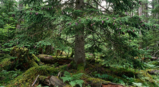 Fir