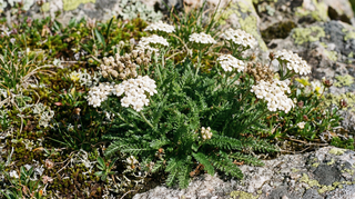 Yarrow