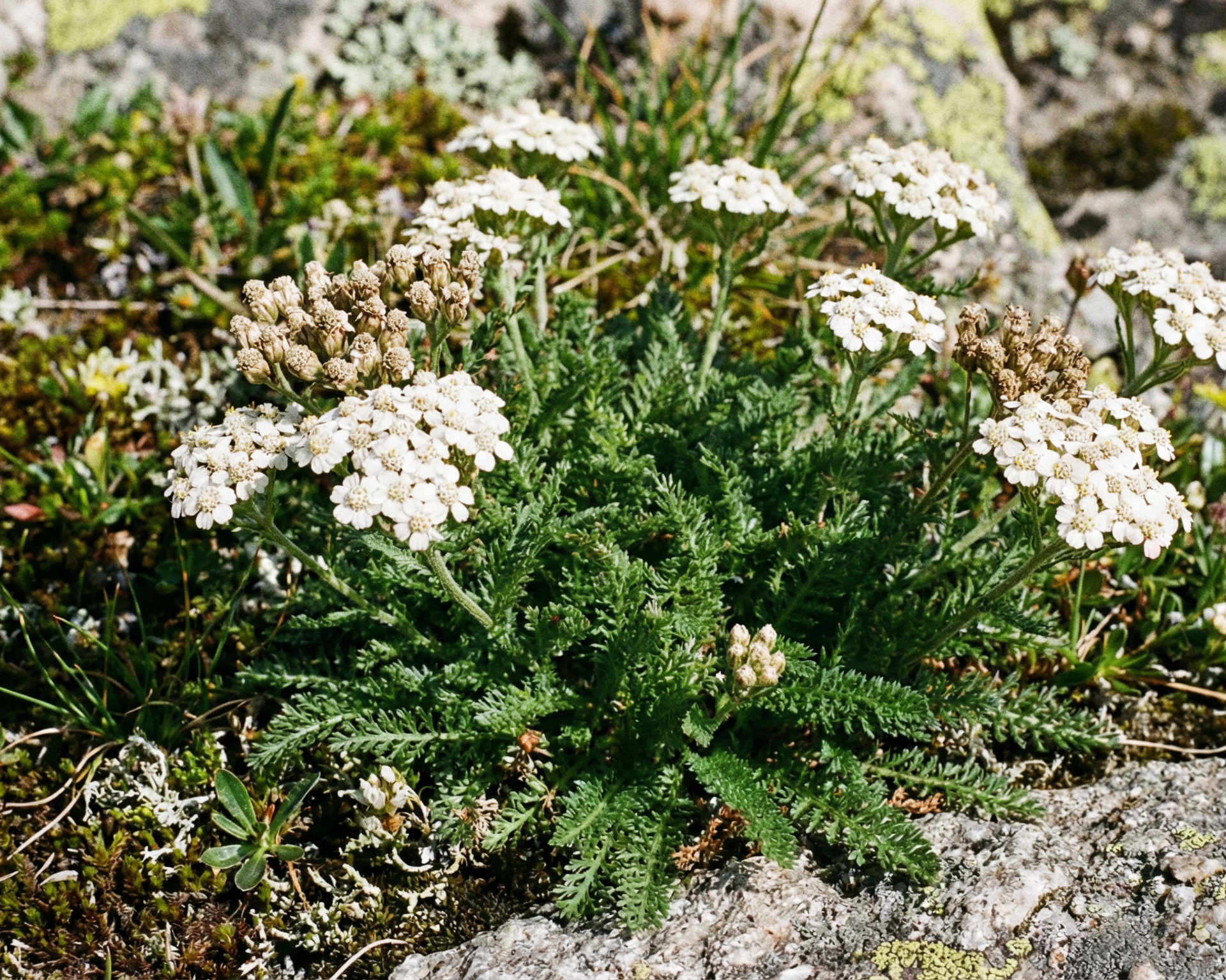 Yarrow