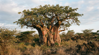 Baobab