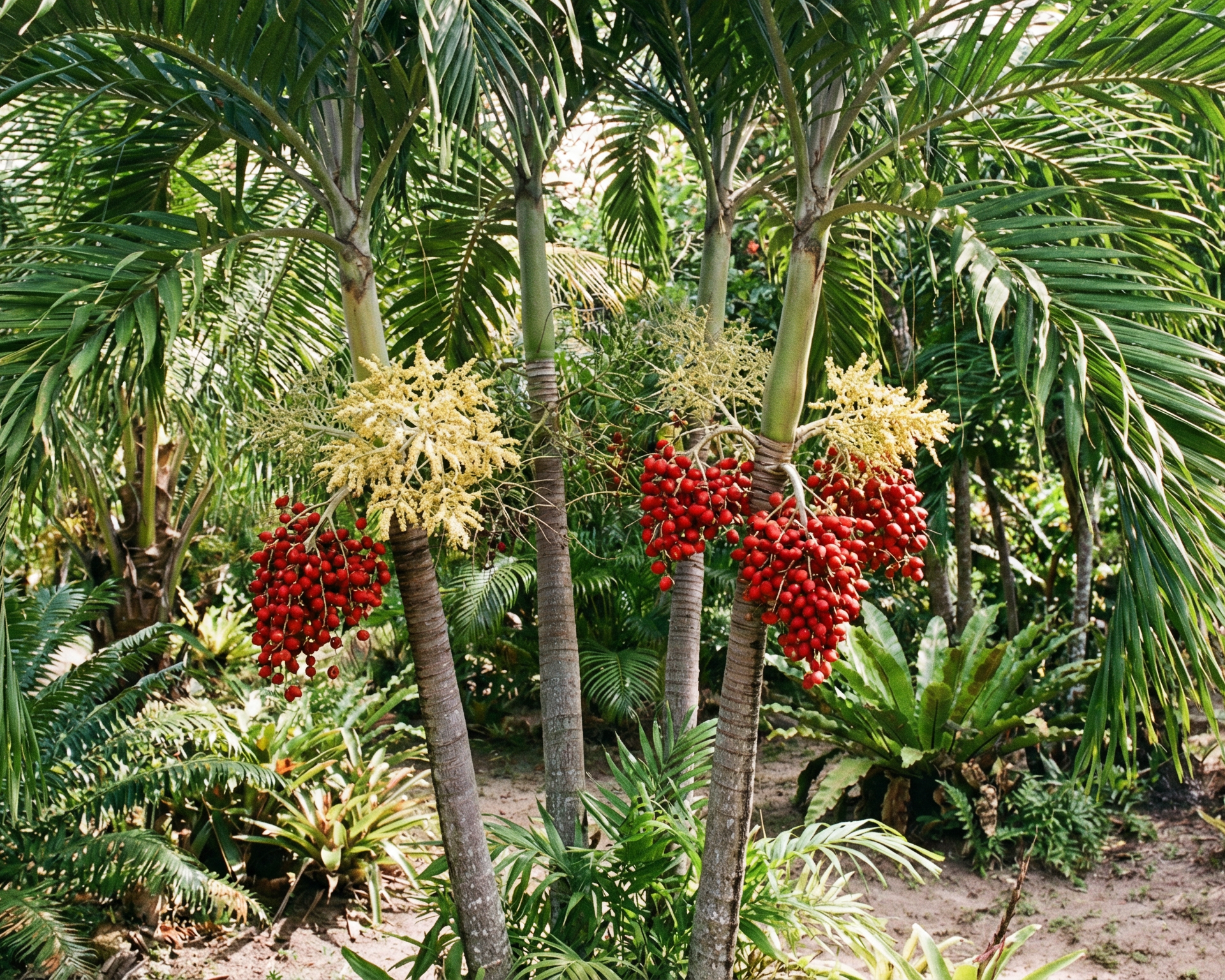 Christmas Palm