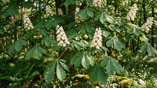 Horse Chestnut