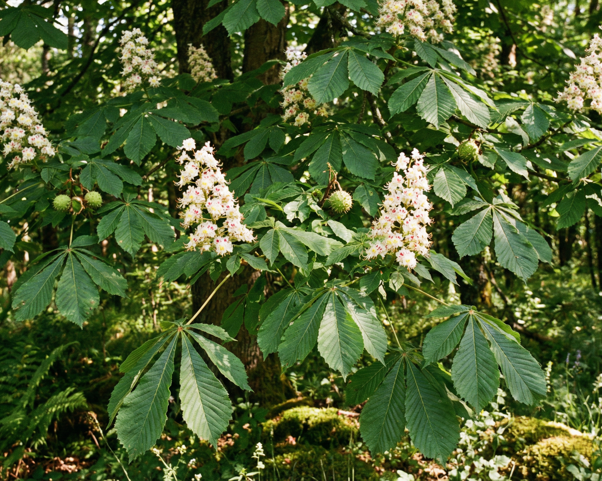 Horse chestnut