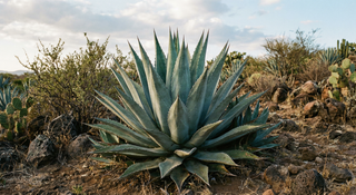 Agave