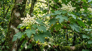 Candlenut