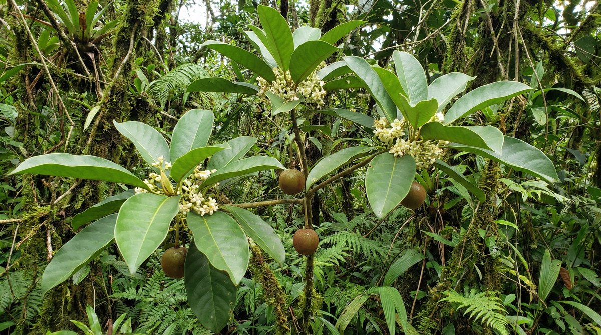 Borojo