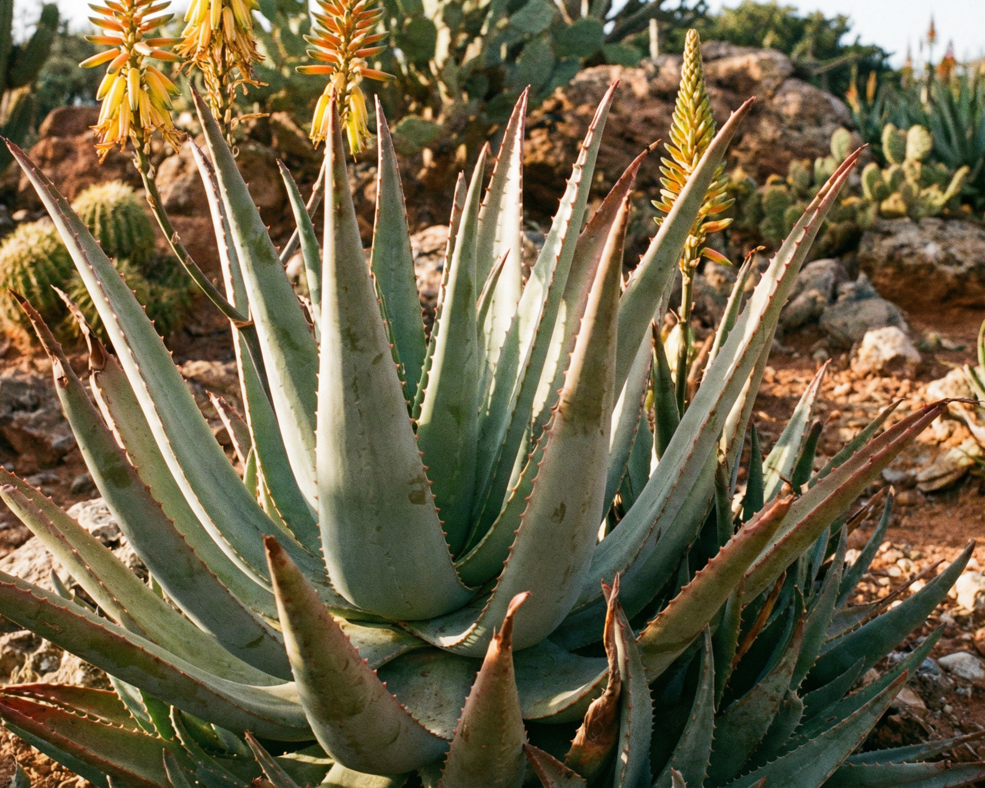 Aloe Vera