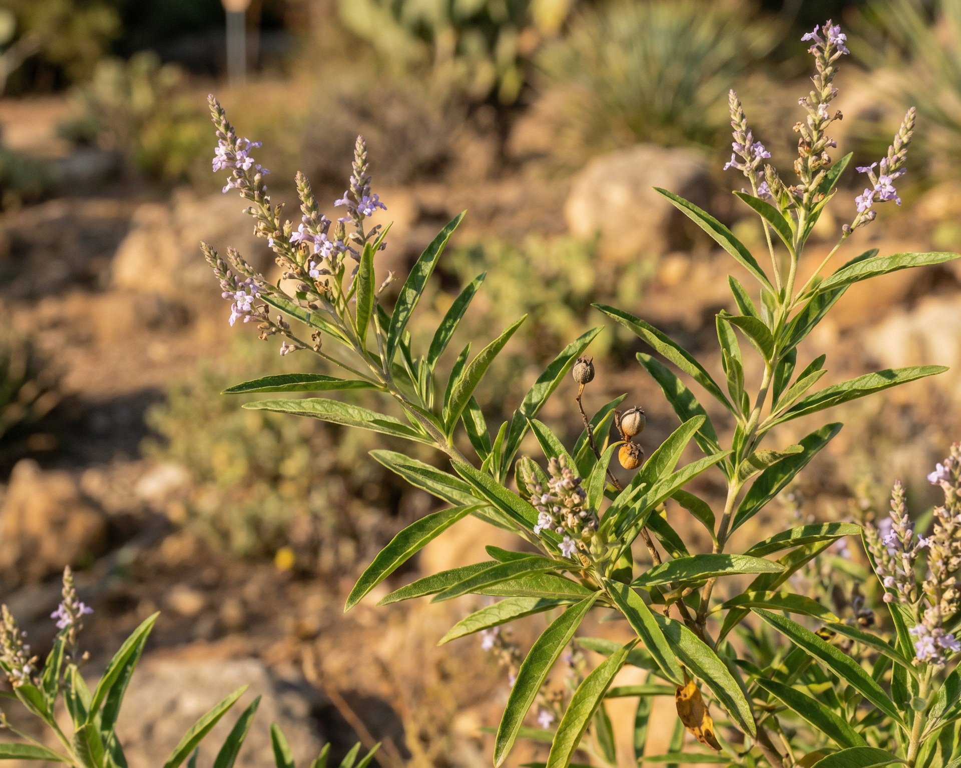 Lemon verbena