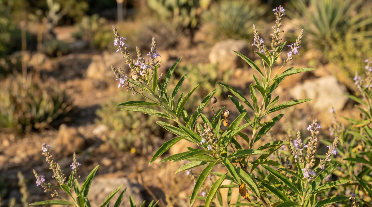 Lemon Verbena
