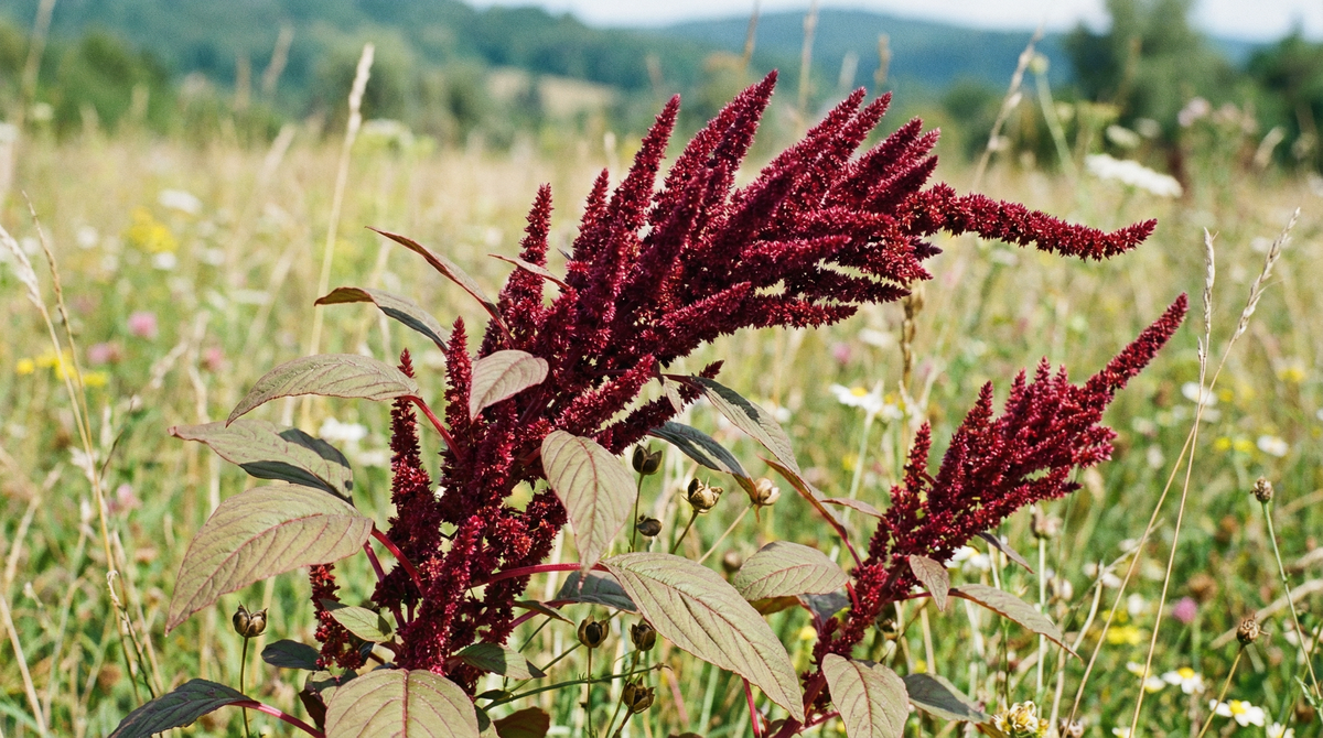 Amaranth