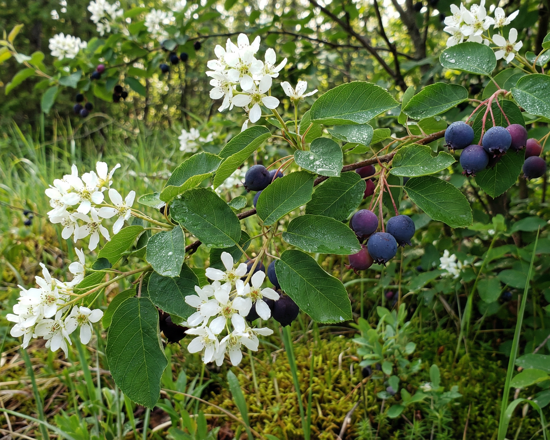Serviceberry (juneberry, saskatoon)
