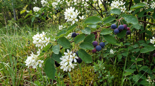 Serviceberry