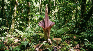 Voodoo Lily