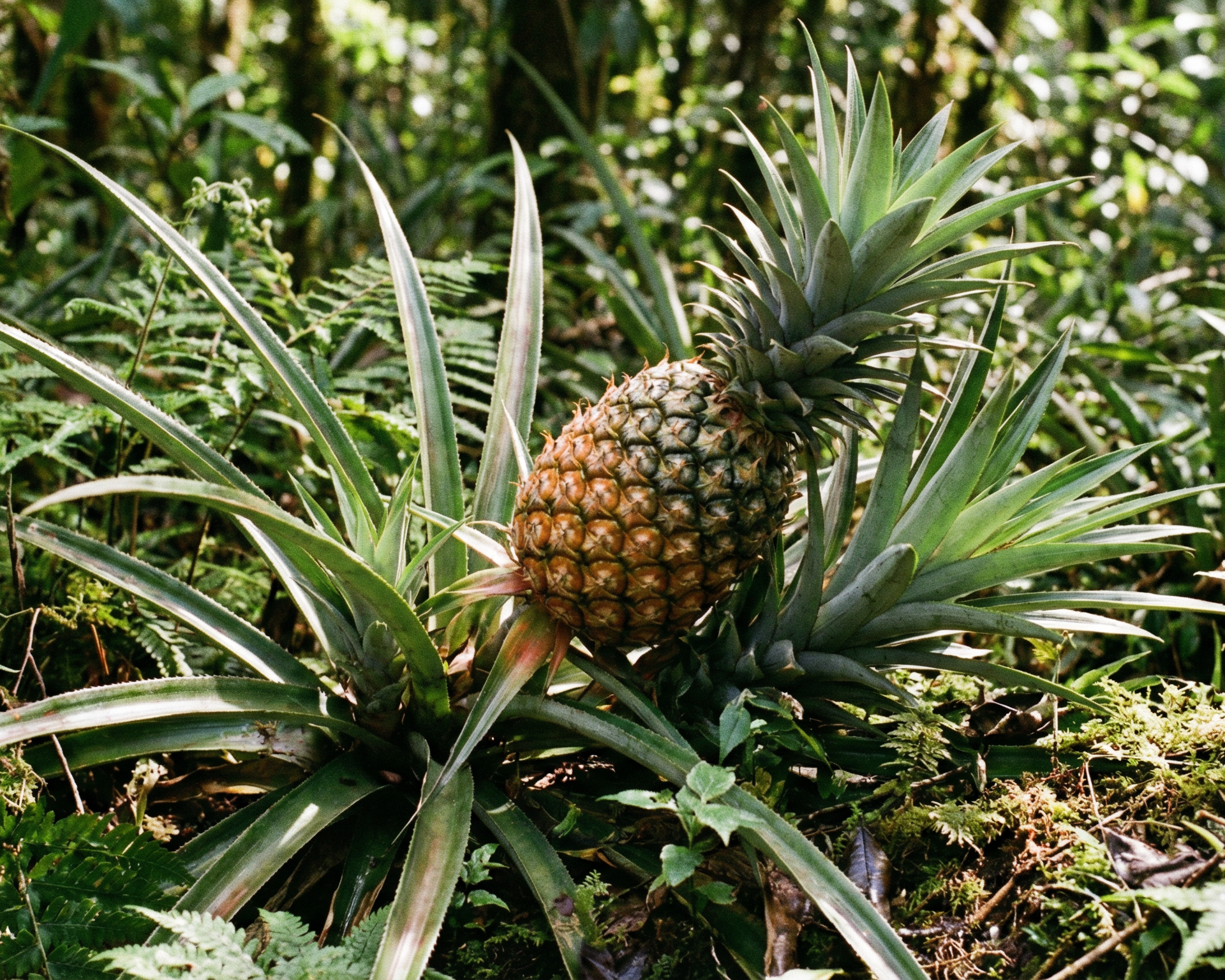 Pineapple