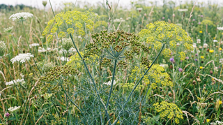 Dill