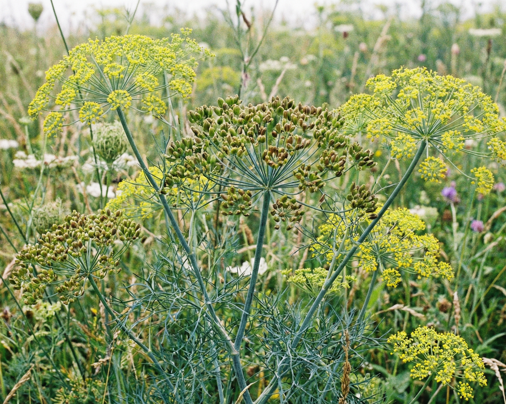 Dill