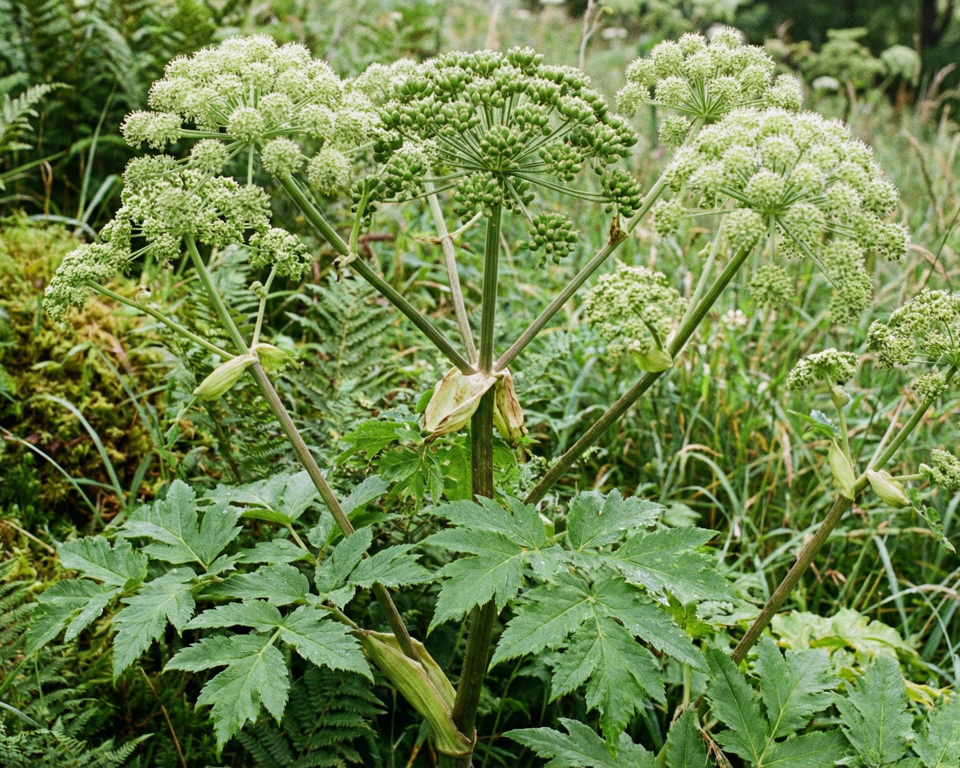Angelica