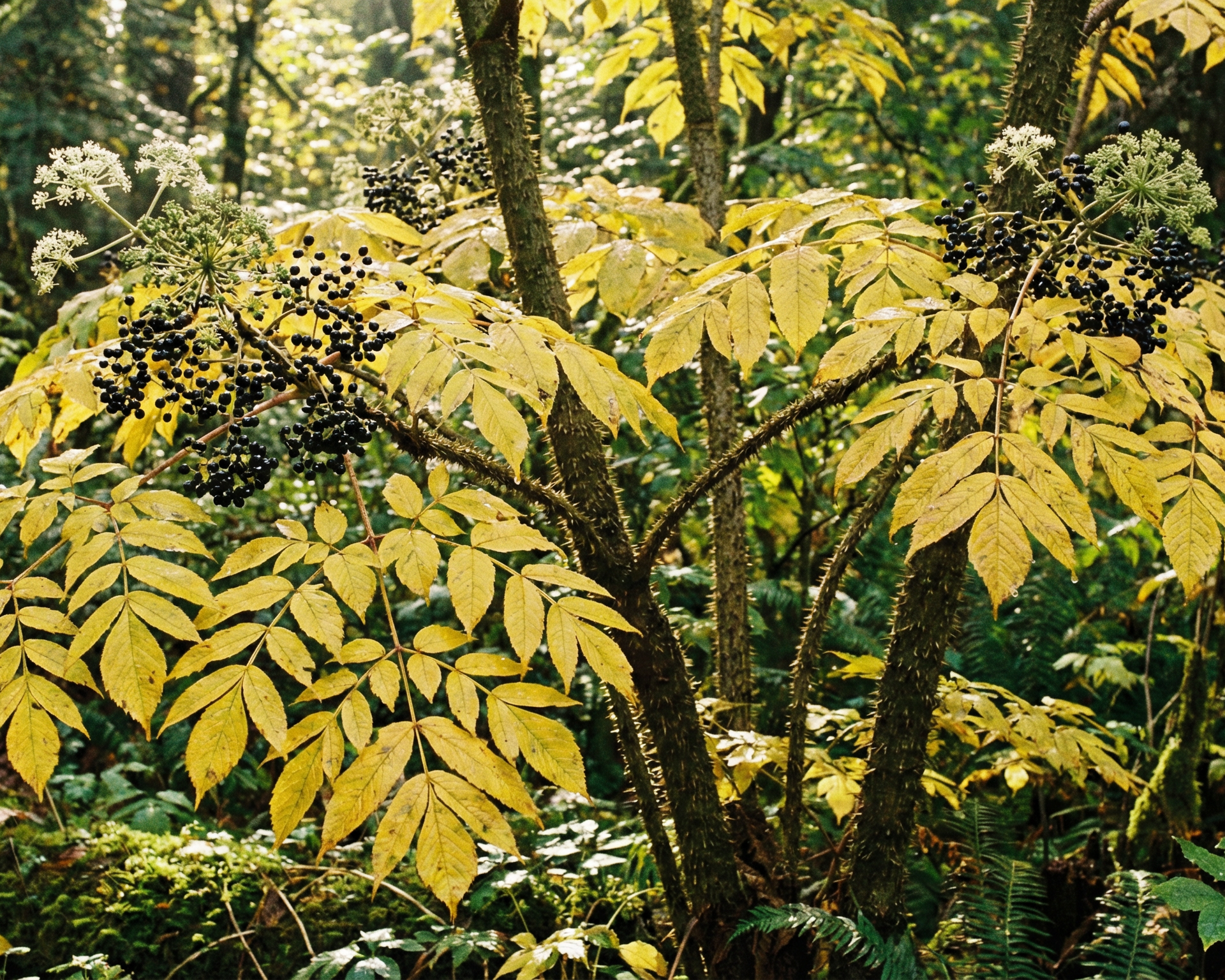 Aralia