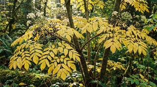 Aralia