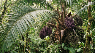 Sugar Palm