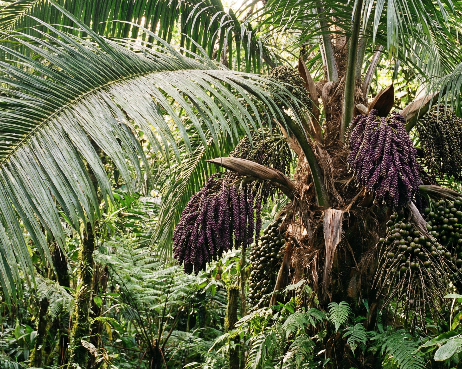 Sugar Palm