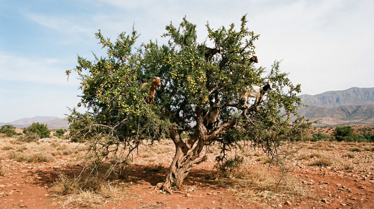 Argan Tree