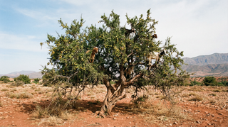 Argan Tree