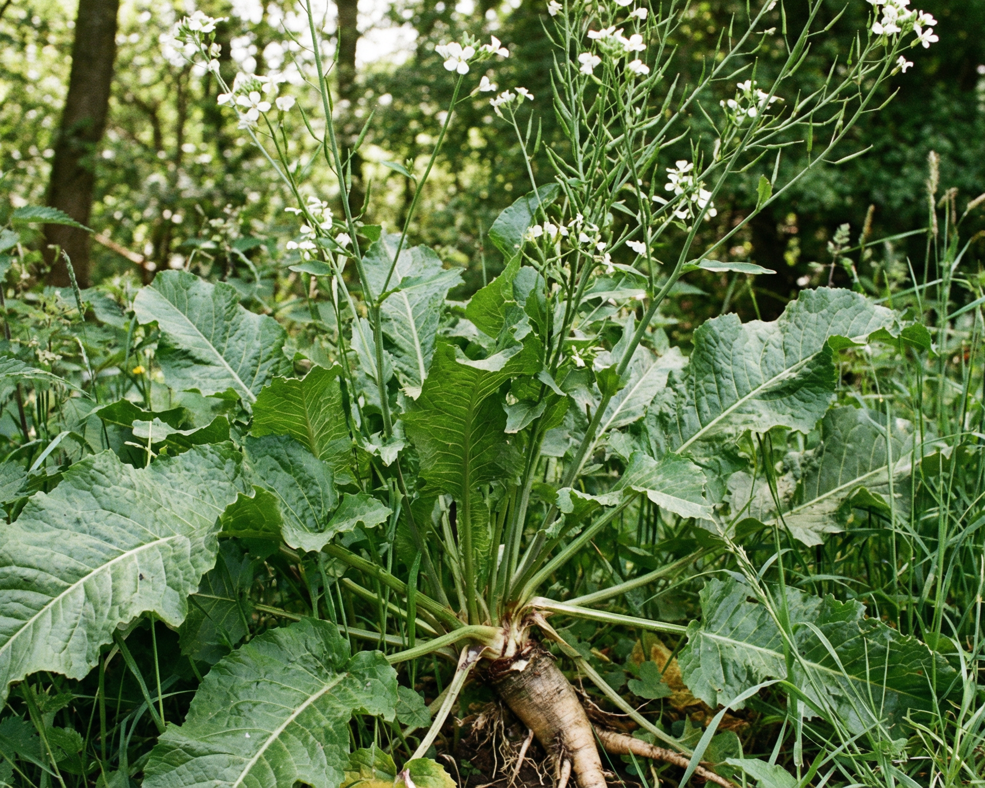 Horseradish
