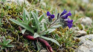 Arabian Primrose