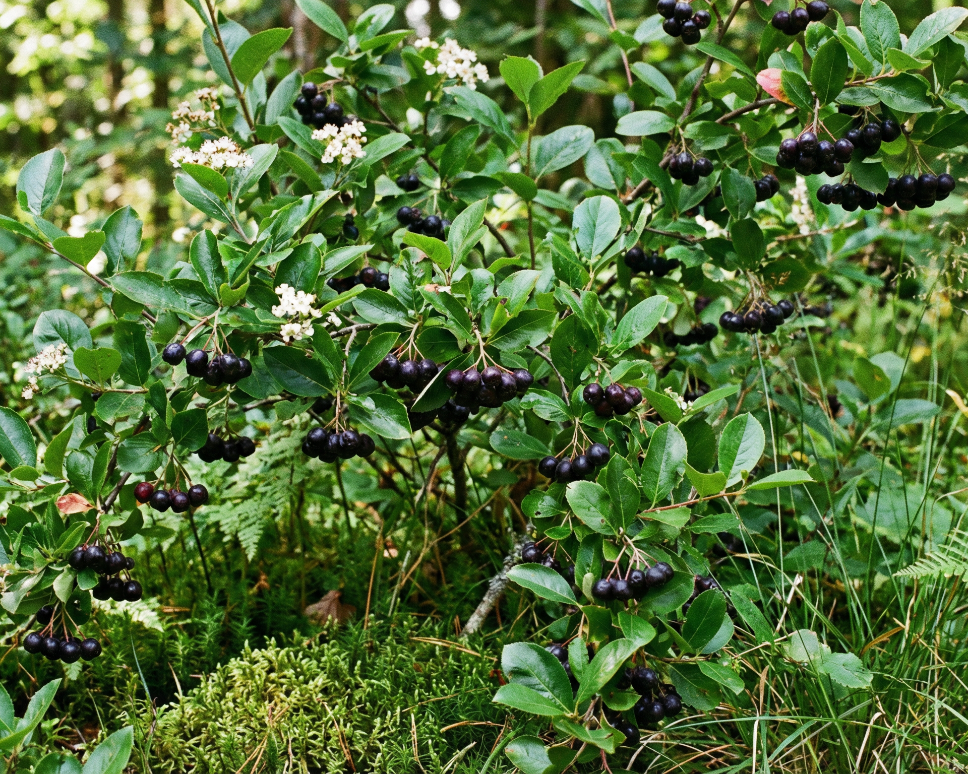 Chokeberry