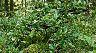 Chokeberry