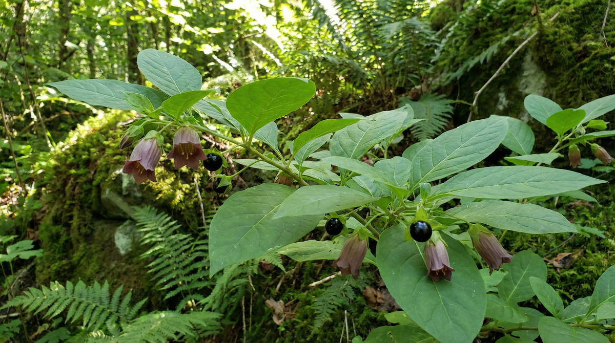 Deadly Nightshade
