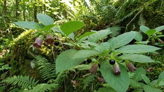 Deadly Nightshade