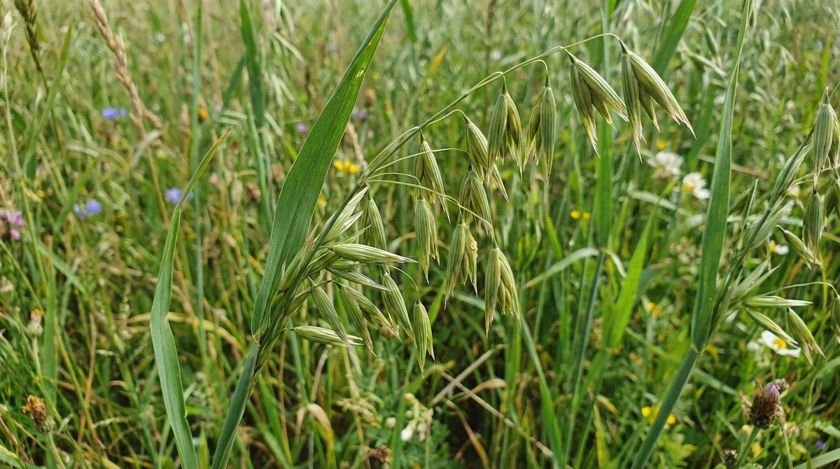 Oat